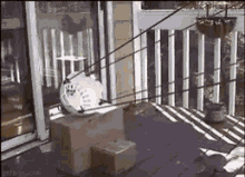 Cat Funny GIF - Cat Funny Catapult GIFs