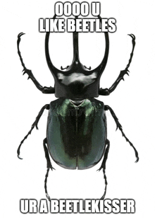 Boykisser Beetle GIF - Boykisser Beetle GIFs