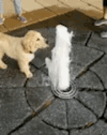 Dog Water GIF - Dog Water Fountain GIFs
