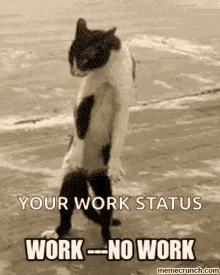 work no work cat funny
