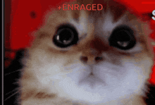 a close up of a cat 's face with the words + enraged written on the bottom