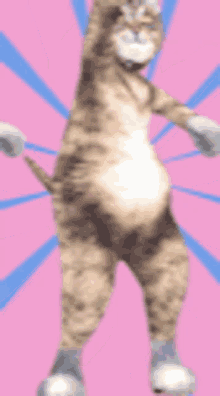 Shake Cats GIF - Shake Cats Dance GIFs