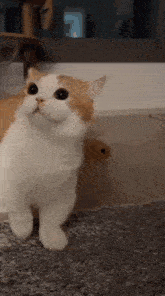 a brown and white cat is sitting on a carpet and looking up at the camera .