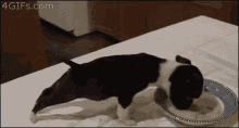 Dogs Eating GIF - Dogs Eating Funny Animals GIFs