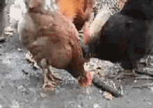 Chicken Pecking GIF - Chicken Pecking Realization GIFs