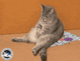 Cat Sitting Nafo Cats Division GIF - Cat Sitting Nafo Cats Division Nafo GIFs