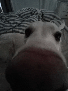 a close up of a dog laying on a bed with striped sheets