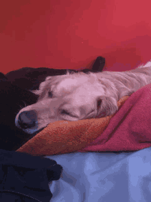 Tired Dog GIF - Tired Dog GIFs