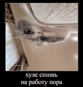 an upside down picture of a cat with russian writing