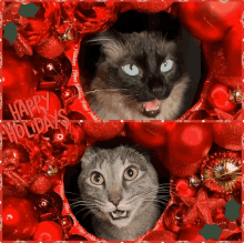 Christmas Cats GIF - Christmas Cats Holiday GIFs