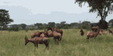 Kasi Kubwa Topi Antelope GIF - Kasi Kubwa Topi Antelope Topi GIFs