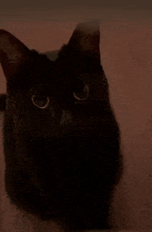 a black cat is looking at the camera with a serious look on its face