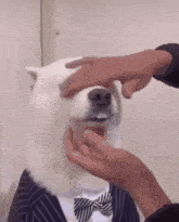 Phteven Teefy Dog GIF - Phteven Teefy Dog Dog Silly Teeth GIFs