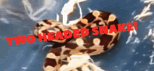 twoheadedsnake twofaced betrayed snake head
