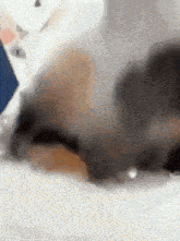 a close up of a cat 's paw laying on a white surface