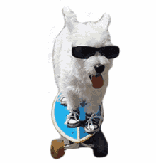 swag cool skater dog cruisin chic