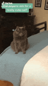 a gray cat sitting on a bed with a tiktok sticker above it