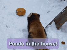 Red Panda Panda In The House GIF - Red Panda Panda In The House Playtime GIFs