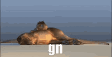 Gn Dinosaur GIF