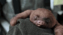 Sloth Yawn GIF - Sloth Yawn Tounge Out GIFs