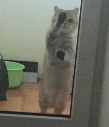 a cat is standing on its hind legs in front of a glass door and waving at the camera .