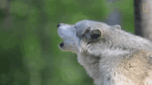 Yowling Wolf Howling GIF
