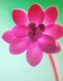 Hello Flower GIF - Hello Flower Bloom GIFs