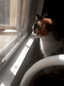 Looking Outside GIF - Looking Outside Cats GIFs