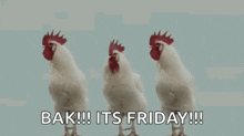three white roosters are standing next to each other on a blue background with the words `` bak !!! its friday !!! '' .