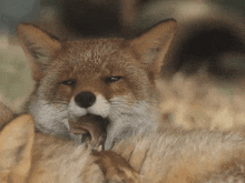 Fox Yawn GIF - Fox Yawn Sleepy GIFs
