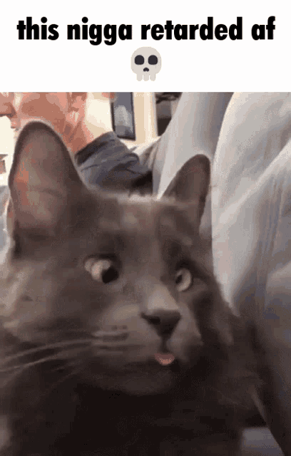 Stupid Pet Face on Tumblr - #cat meme