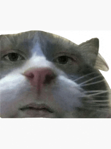 Beluga Cat Meme Face Smiling | Pin