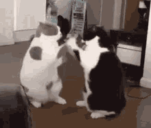 Cat Fight Pussies Fighting GIF - Cat Fight Pussies Fighting Kitties Fighting GIFs