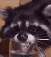 Racoon Licking GIF - Racoon Licking Thirsty GIFs