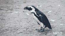 amsterdam artis artisamsterdam penguin pingu%C3%AFns
