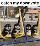 four husky puppies are sitting on a swing set in a park .