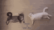 Lazy Kings Lazy GIF - Lazy Kings Lazy Cats GIFs