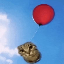 a cat is flying through the air holding a red balloon .