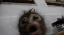 a close up of a monkey making a funny face .