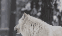 whitewolf dog howl