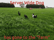 Server Wide Dog Fireteam GIF - Server Wide Dog Fireteam Little Bitch GIFs