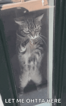 Cat Atten GIF - Cat Atten Let Me Out GIFs