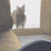 a dog standing in front of a window with a person behind it