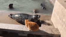Cat Seal Slap GIF - Cat Seal Slap GIFs