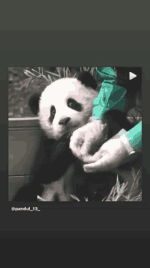Scared Panda GIF