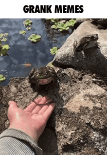 two frogs are sitting on a rock near a body of water and a hand is petting one