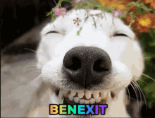 benexit pog dog smiling dog