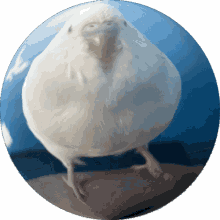 casper orb bird