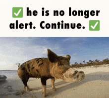 You Have Alerted The Boar He Is No Longer Alert Continue GIF