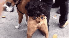 When You See A Dog You Want To Get Tail GIF - When You See A Dog You Want To Get Tail Dog GIFs